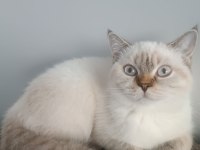 6 aylık british longhair