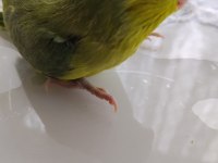 Bebek forpus papağanı