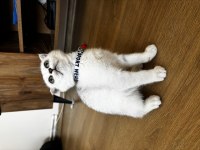 ANNE BABA ŞECERELİ BEBEK KEDİLER