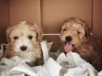 Maltipoo yavrularımız