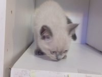 British shorthair yavrular yeni yuvasını arıyor