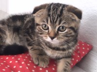 Scottish fold 3 aylık yavru