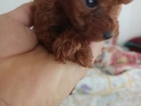Kore toy poodle