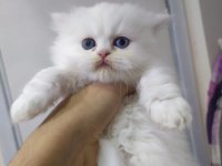 British longhair point dişi yavrum
