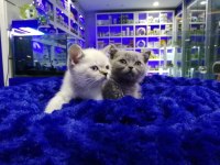 Safkan British Shorthair Yavrularımız