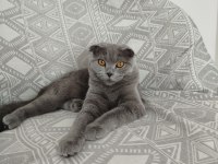 9 Aylık Scottish Fold