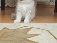 Mavi gözlü erkek scottish fold