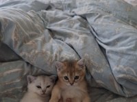 British Shorthair Yavrularım