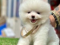 Safkan Pomeranian Boo Bebekler