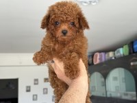 Ankranın en elit toy poodle yavruları ziyarete açık