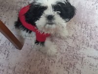 3 aylık shih tzu eğitimli aşılı erkek yavru