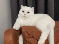 Ücretsiz scottish fold Eyes 3,5 yaş