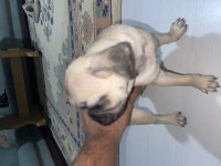 PUG A KALİTE 2,5 AYLIK