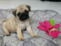 Irk sağlık garantili safkan boncuk gözlü pug mops