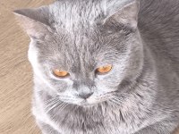2,5 Yaşında British Shorthair Kedimize yuva arıyoruz