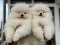 Ankaranın en seçkin teddy face pomeranian ları