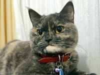 British Shorthair 3 Yaşında