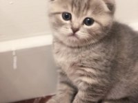 2 aylık scottish fold minikler