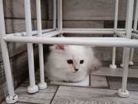 GÜZEL BAKIMLI BRİTİSH YAVRULARIMIZ