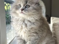 BRİTİSH GRİ RENK YENİ SÜTTEN KESİLME