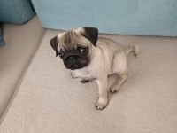 3 aylık pug erkek