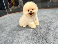 HARİKA YÜZ YAPISINA SAHİP POMERANİAN BOO YAVRULARIMIZ