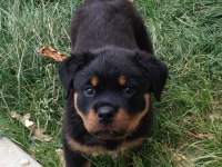 Afacan rottweiler bebekler kapıda ödeme mevcuttur
