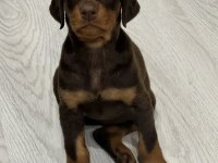 Asil Görünümlü Doberman Yavruları