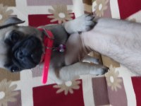 60 günlük pug yavrular