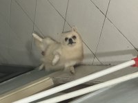 Dişi Pomeranian spitz