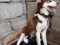 Husky yavrularım