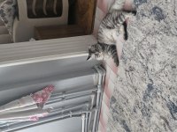 KEDİMİZE ÇOK ACİL YUVA ARIYORUZ