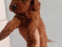 A Kalite Toy Poodle Yavrusu Tam Bir Oyuncak Ayı