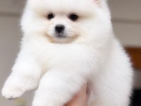KARTOPU GİBİ POMERANİAN BOO