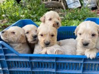 Ararsanız sevinirim golden retriever