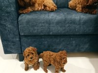 2 aylik erkek irk garantili poodle