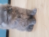 Sevimli Kül Rengi British Longhair