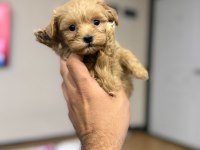 TEACUP MALTIPOO YAVRULARIMIZ