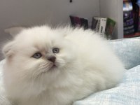 British longhair beyaz yavrumuz