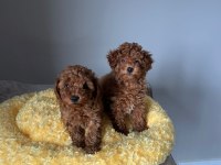 SAĞLIK GARANTİLİ SEVİMLİ TAM TOY POODLE YAVRULARIMIZ