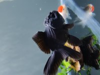 İTHAL ORANDA THAİLAND BABY FACE BLACK ORANDA KALİTELİ