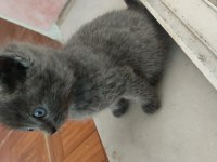 Russian blue erkek yavru