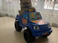 POMERANİAN BOO DİŞİ YAVRUMUZ