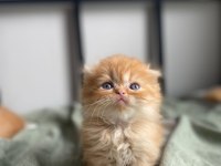 Golden scottish fold yavrular