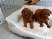 Özel Toy Poodle Yavrular Veteriner Kontrollü