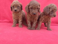Kaliteli Poodle Yavrularımız