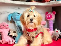KALİTELİ MALTİPOO