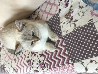 British shorthair Leo sahibini arıyor