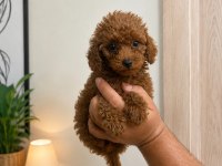 Toy Poodle Red Lekesiz Orjinal Erkek Dişi Yavru Aşılı