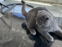 Scottish fold